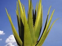 Réunion découverte sur l'ALOE VERA