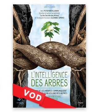Film : “L’intelligence des arbres”